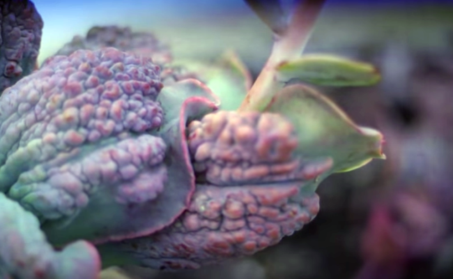 CharlElie: Méchante Envie